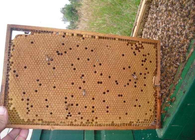 Фото 10. Продам бджолопакети карніка та карпатка