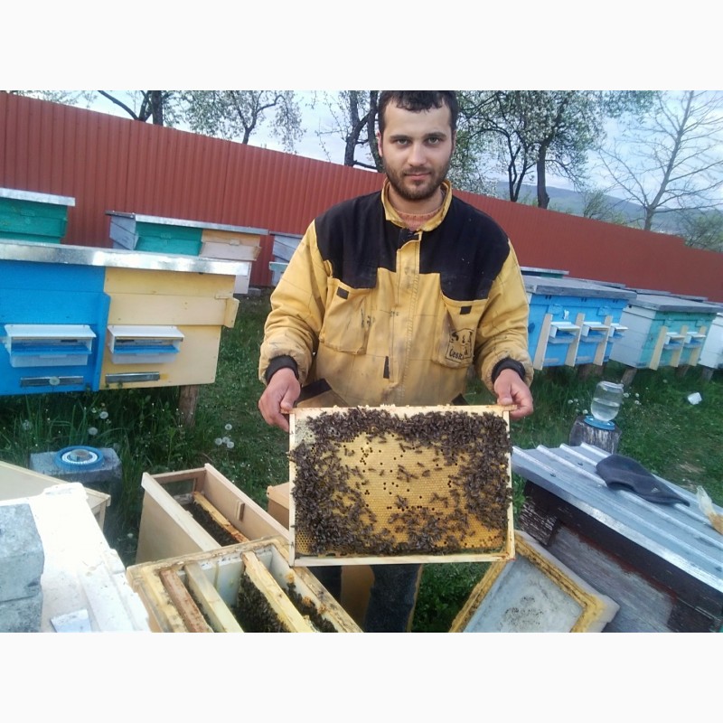 Фото 12. Продам бджолопакети карніка та карпатка