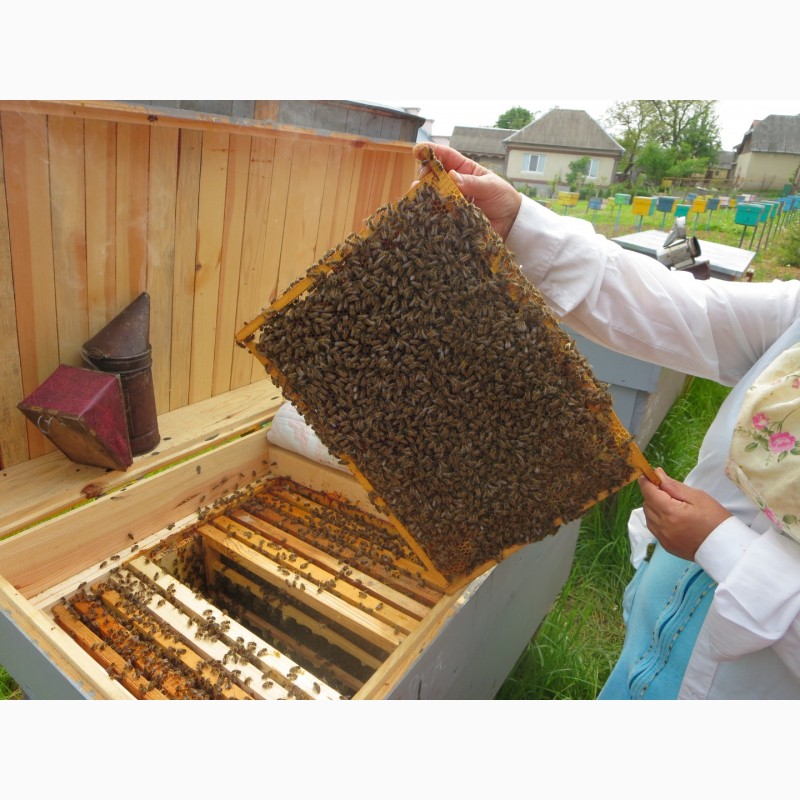 Фото 5. Продам бджолопакети карніка та карпатка