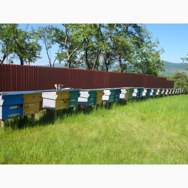 Фото 6. Продам бджолопакети карніка та карпатка