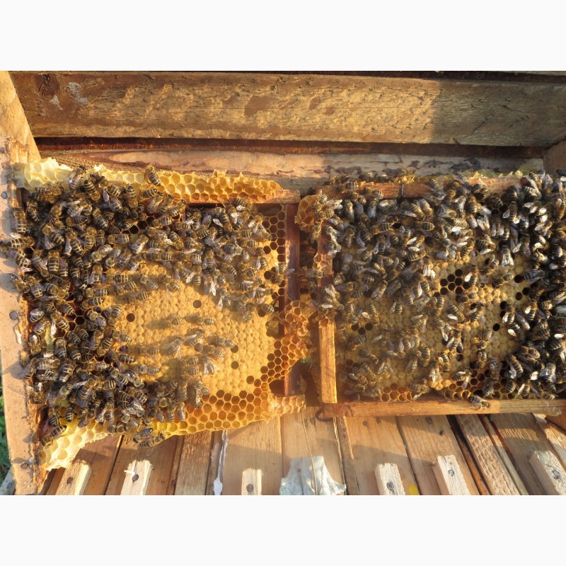 Фото 7. Продам бджолопакети карніка та карпатка
