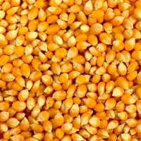 Закуповуємо кукурудзу не базової якості