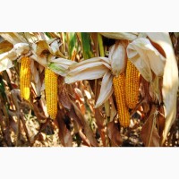 Семена кукурузы Блейд ФАО 300 Рост Агро