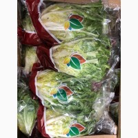 Фрізе салат оптом: свіжий товар безпосередньо від імпортера
