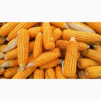 Продам кукурудзу 1000 тонн, Чернігівська обл, Сидорівка