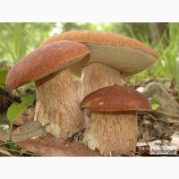 Куплю белые грибы (біли гриби)