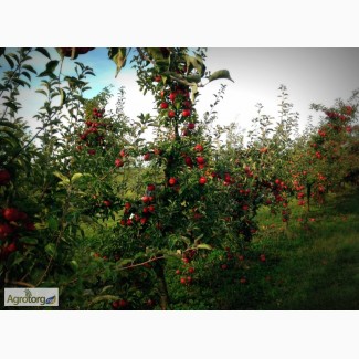 Продам саджанці яблуні м 9 та 106, а також дичку (подвой)