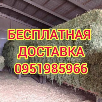 Люцерна, луговое сено с доставкой по Украине