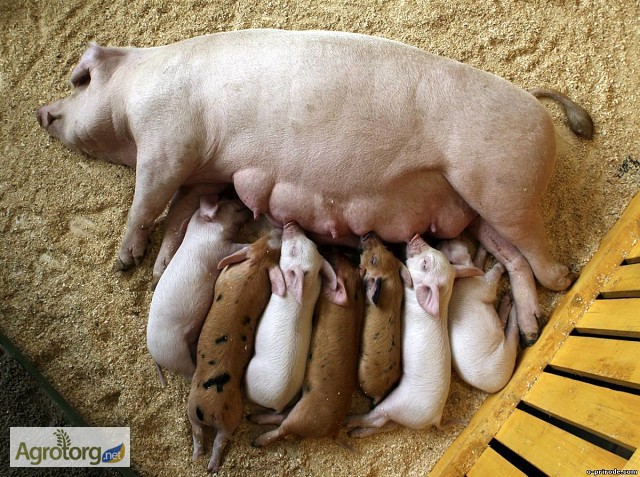 Фото 2. Ферментационная подстилка Нетто-Пласт для животных (куры, свиньи, КРС) 3 года без навоза