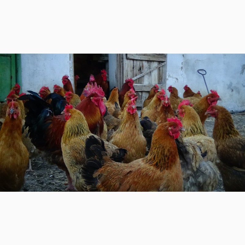 Фото 4. Яйца инкубационные и цыплята Кучинская юбилейная