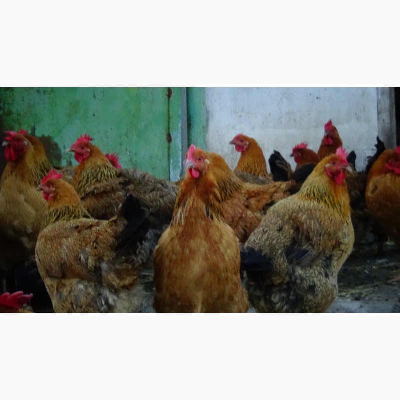Фото 6. Яйца инкубационные и цыплята Кучинская юбилейная