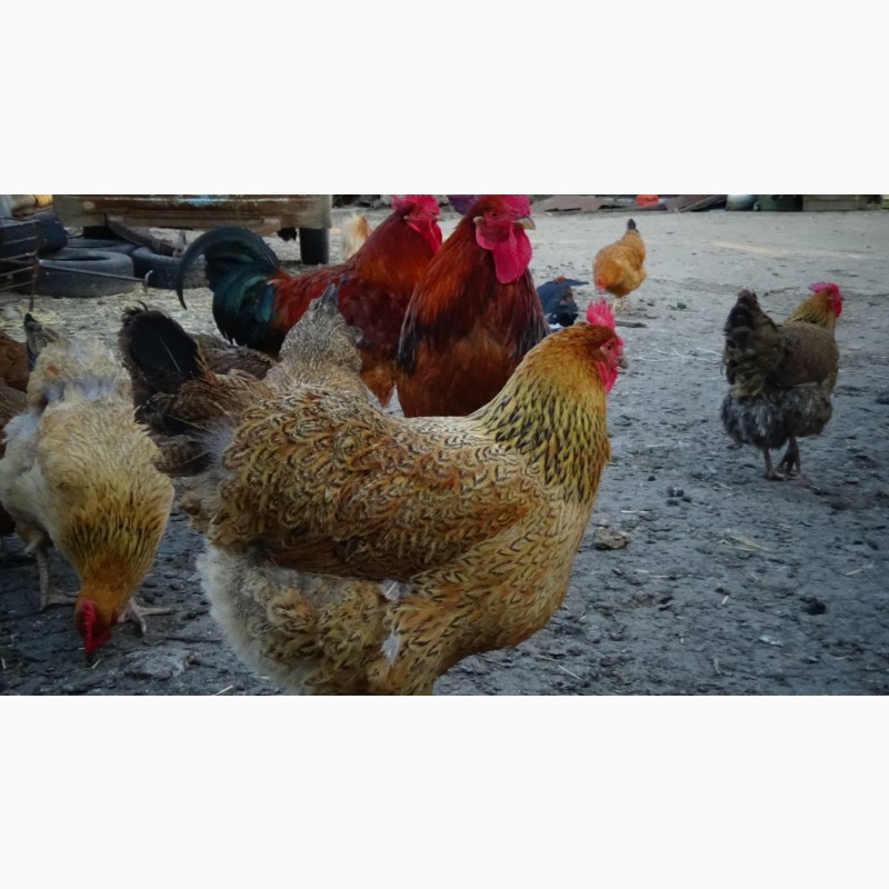 Фото 7. Яйца инкубационные и цыплята Кучинская юбилейная