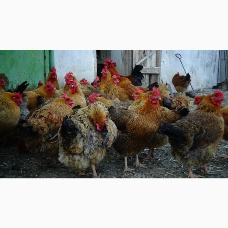 Фото 9. Яйца инкубационные и цыплята Кучинская юбилейная