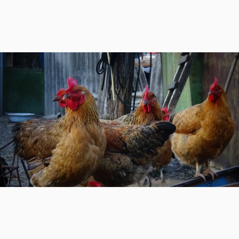 Фото 10. Яйца инкубационные и цыплята Кучинская юбилейная