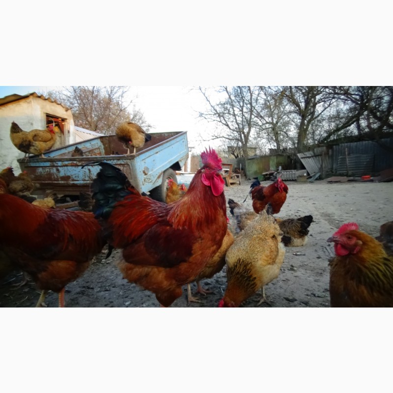 Фото 11. Яйца инкубационные и цыплята Кучинская юбилейная