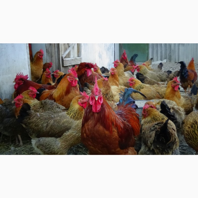 Фото 12. Яйца инкубационные и цыплята Кучинская юбилейная