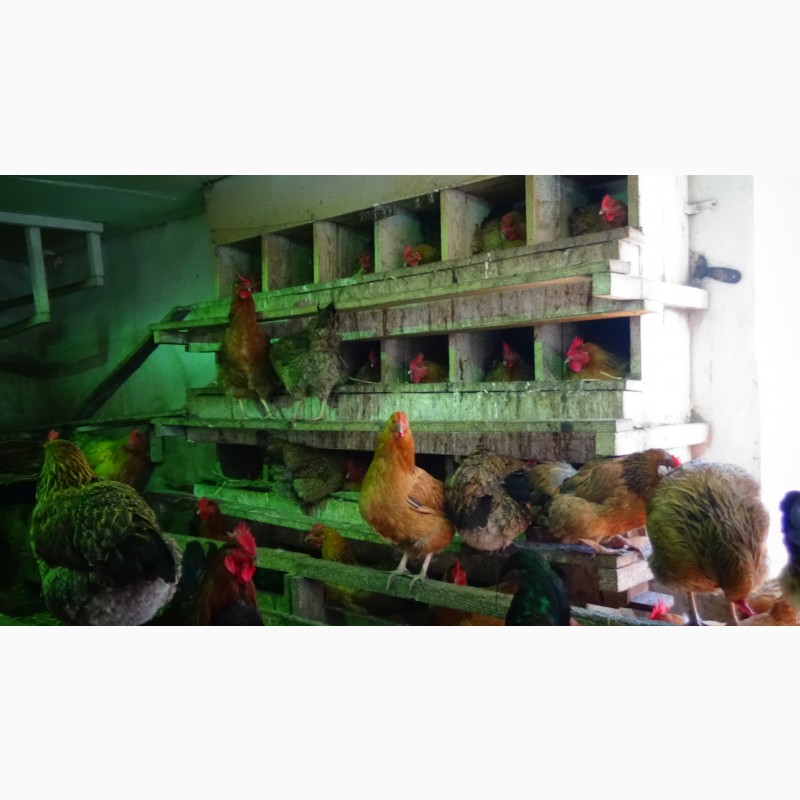 Фото 14. Яйца инкубационные и цыплята Кучинская юбилейная