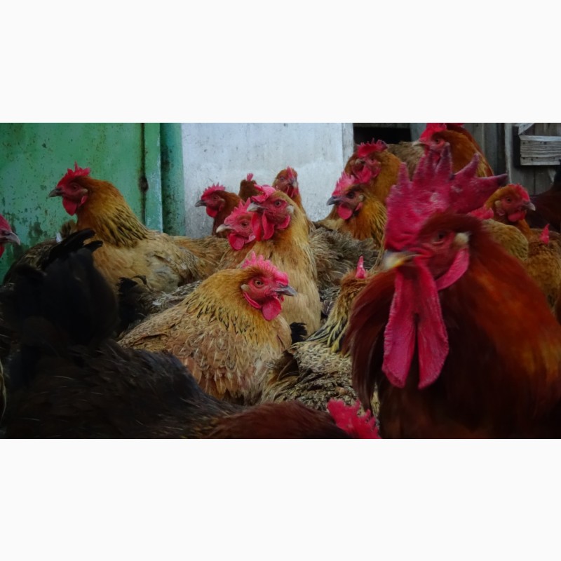 Фото 15. Яйца инкубационные и цыплята Кучинская юбилейная