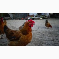 Яйца инкубационные и цыплята Кучинская юбилейная