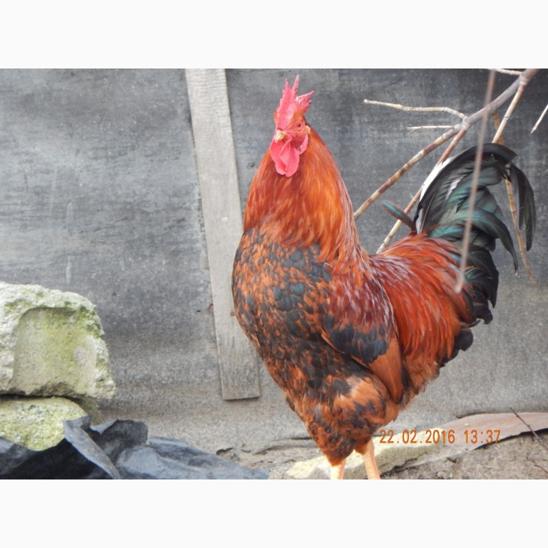 Фото 18. Яйца инкубационные и цыплята Кучинская юбилейная