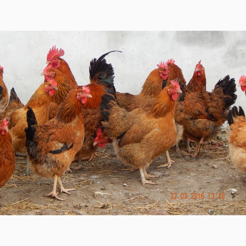 Фото 19. Яйца инкубационные и цыплята Кучинская юбилейная