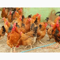 Яйца инкубационные и цыплята Кучинская юбилейная
