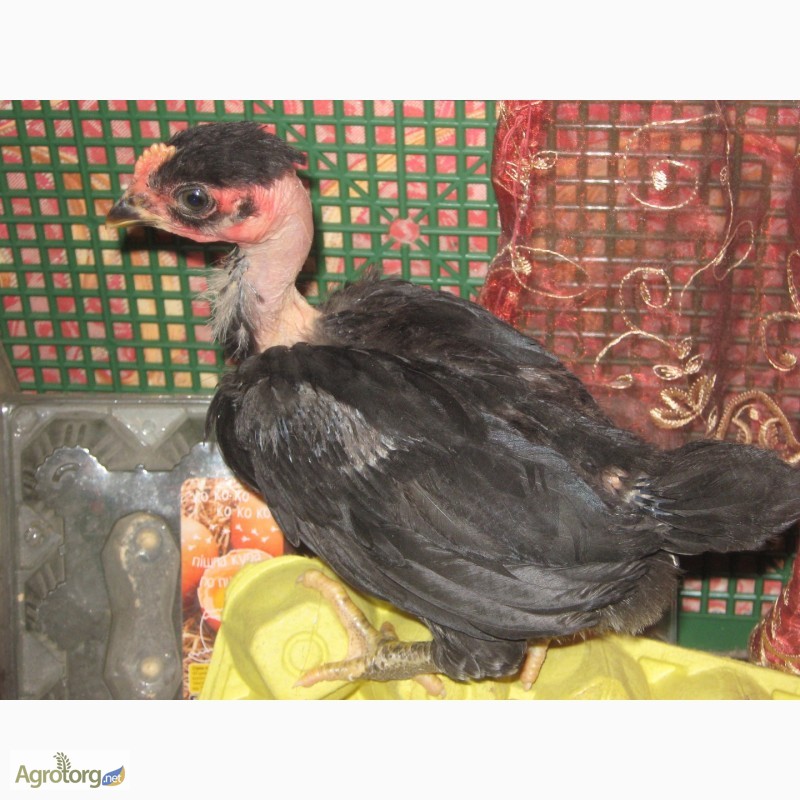 Фото 3. Домашние цыплята Испанской (чёрной) голошеи