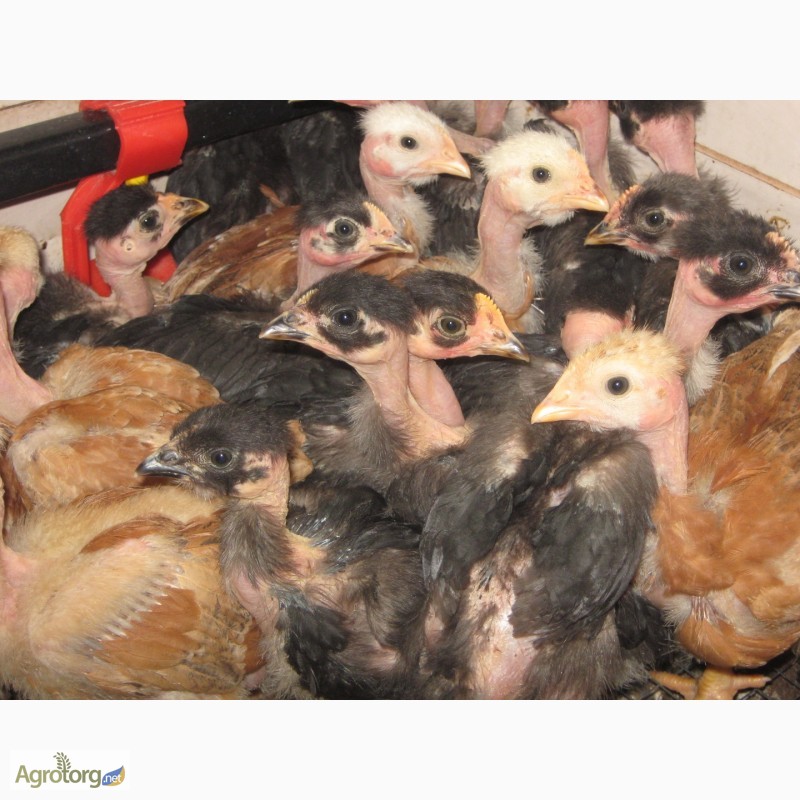 Фото 4. Домашние цыплята Испанской (чёрной) голошеи