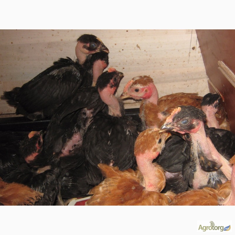 Фото 5. Домашние цыплята Испанской (чёрной) голошеи