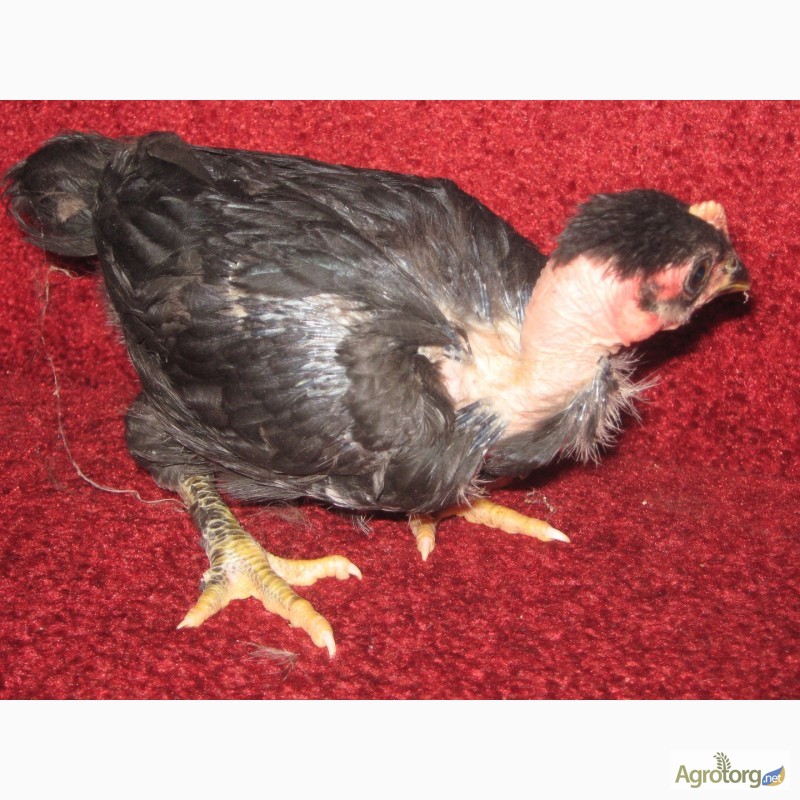 Фото 6. Домашние цыплята Испанской (чёрной) голошеи