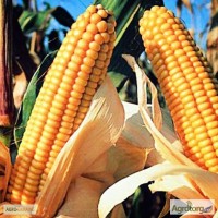 Семена кукурузы гибрида Любaва 279 МВ (F1) от производителя. (ФАО 270)