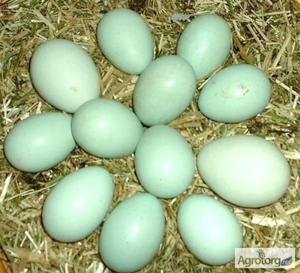 Фото 2. Продам инкубационное яйцо АРАУКАНА. доставка по Украине