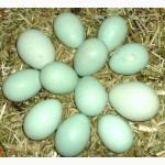 Продам инкубационное яйцо АРАУКАНА. доставка по Украине