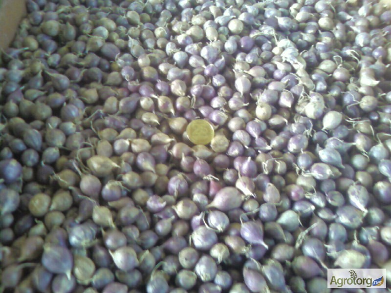 Фото 2. Продам однозубку чеснока Любаша мелкую среднюю и крупную. семена