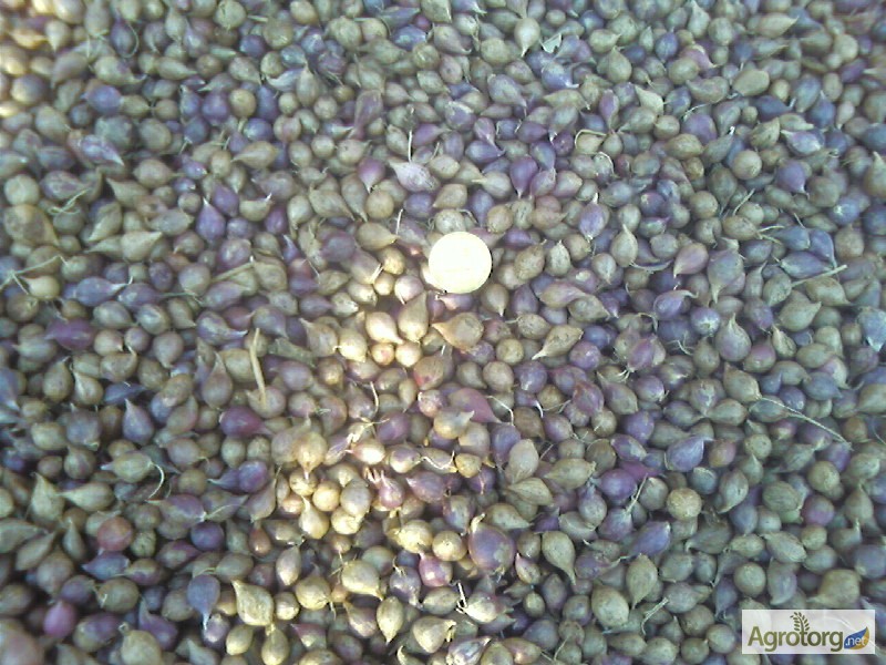 Фото 3. Продам однозубку чеснока Любаша мелкую среднюю и крупную. семена