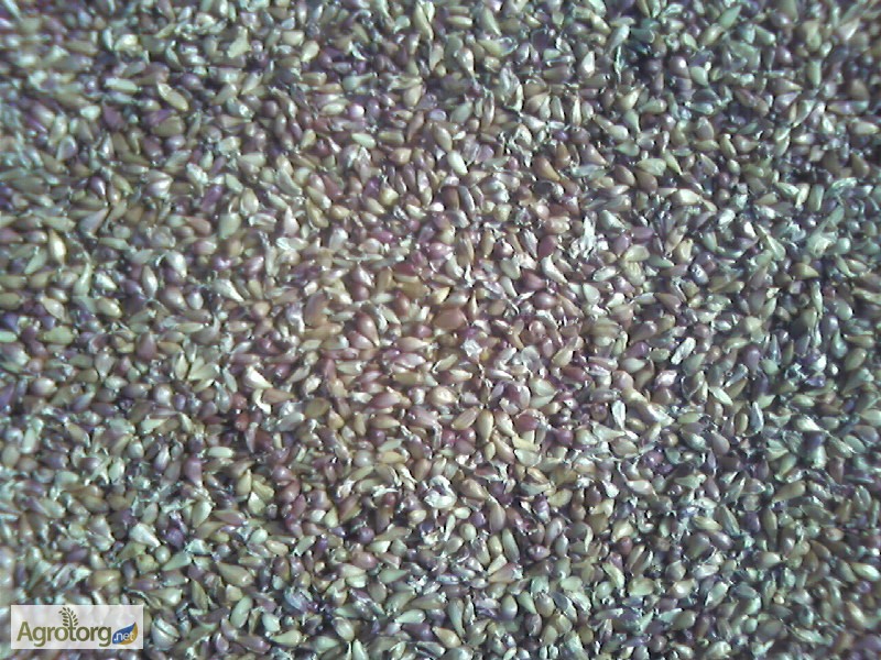 Фото 4. Продам однозубку чеснока Любаша мелкую среднюю и крупную. семена
