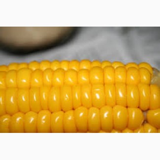 Производим закупку кукурузы по всей территории Украины