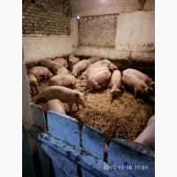 Компания ЭТНОПРОДУКТ-ЮГ реализует поросят и откорм свиней
