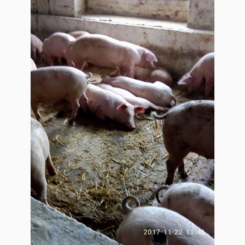 Фото 2. Компания ЭТНОПРОДУКТ-ЮГ реализует поросят и откорм свиней