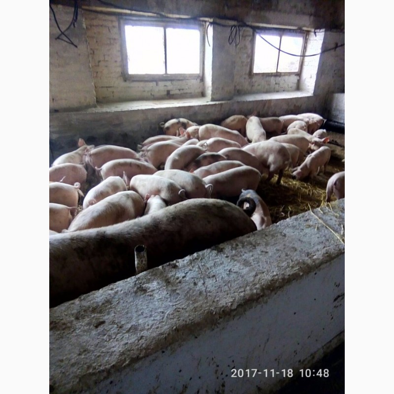 Фото 3. Компания ЭТНОПРОДУКТ-ЮГ реализует поросят и откорм свиней