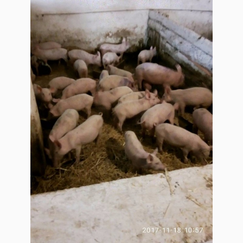 Фото 4. Компания ЭТНОПРОДУКТ-ЮГ реализует поросят и откорм свиней