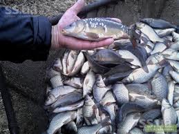 Фото 2. Продам живую рыбу малька; карп, амур.щука.толсто лоб, линь