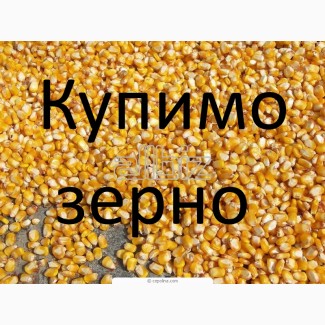 Компанія купує кукурудзу (побічний продукт кукурудзи), з елеватора і у виробників