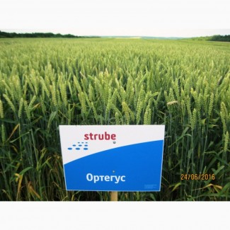 Високоякісна нова озима пшениця ОРТЕГУС (ШТРУБЕ, Німеччина) для інтенсивної технології