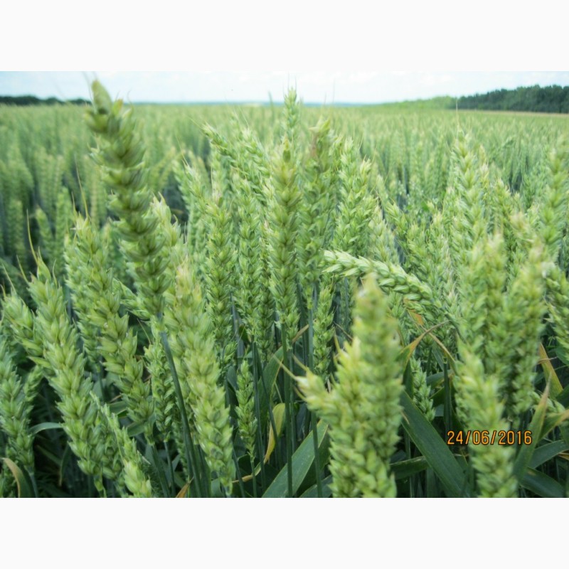 Фото 2. Високоякісна нова озима пшениця ОРТЕГУС (ШТРУБЕ, Німеччина) для інтенсивної технології