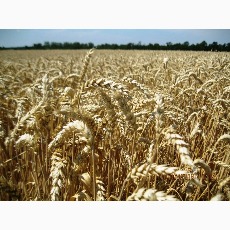 Фото 3. Високоякісна нова озима пшениця ОРТЕГУС (ШТРУБЕ, Німеччина) для інтенсивної технології