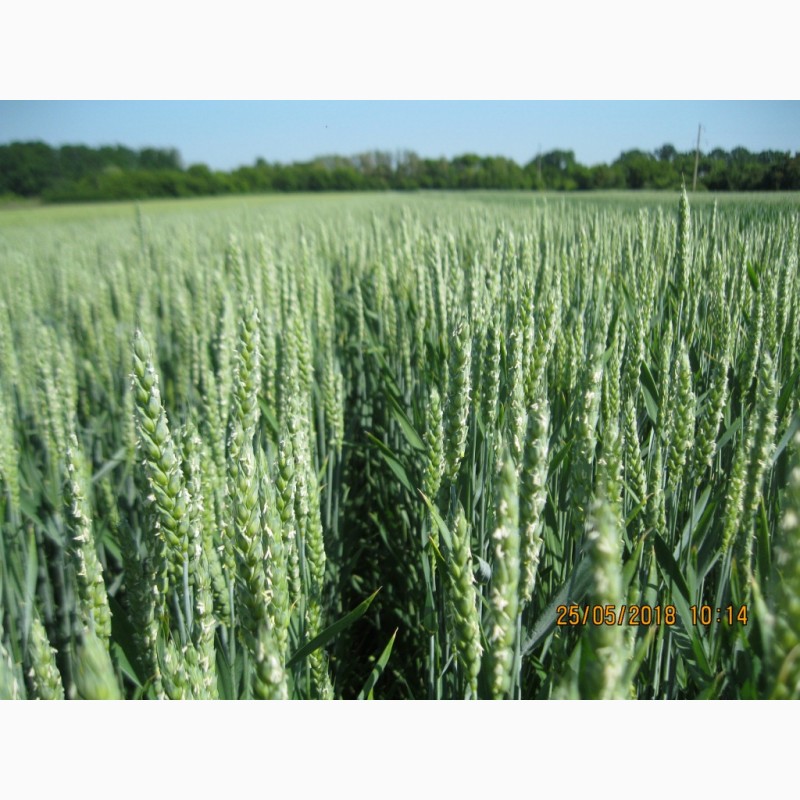 Фото 4. Високоякісна нова озима пшениця ОРТЕГУС (ШТРУБЕ, Німеччина) для інтенсивної технології