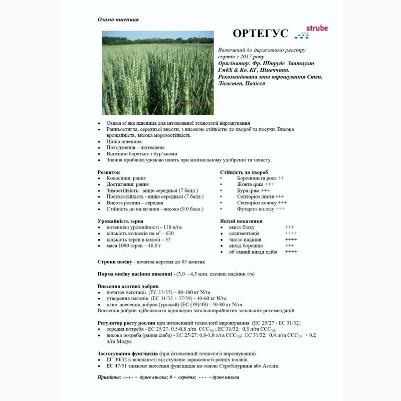 Фото 6. Високоякісна нова озима пшениця ОРТЕГУС (ШТРУБЕ, Німеччина) для інтенсивної технології