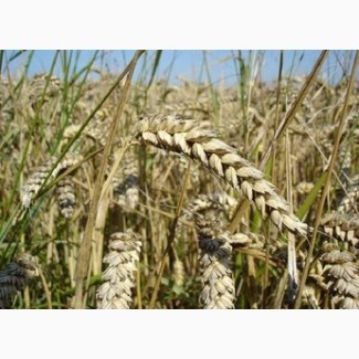 Семена озимой пшеницы Богдана-элита