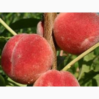 Продам саджанці персика Колінз
